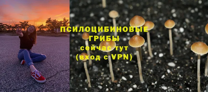 купить  сайты  Киреевск  Псилоцибиновые грибы Psilocybine cubensis 